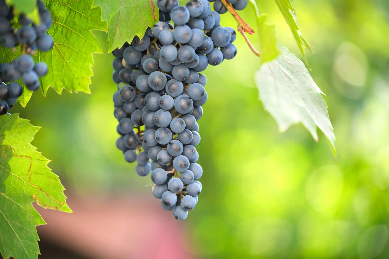 Grappolo d'uva nei vigneti a Chiarano